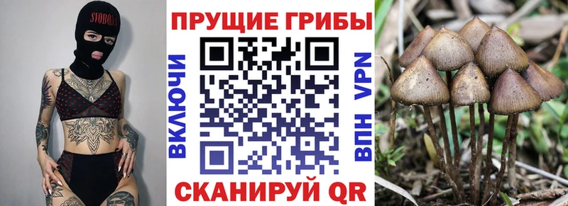 Псилоцибиновые грибы Cubensis Пудож